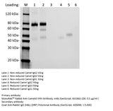 MonoRab™ Rabbit Anti-Camelid VHH Antibody, mAb