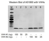 MonoRab™ Rabbit Anti-Camelid VHH Antibody, mAb